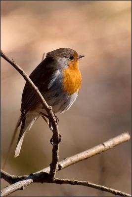 European Robin