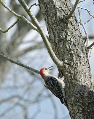 woodpecker on pecan tree 06