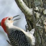 woodpecker on pecan tree 06 detail