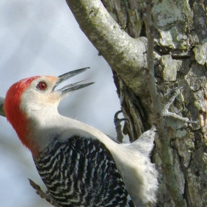 woodpecker on pecan tree 06 detail