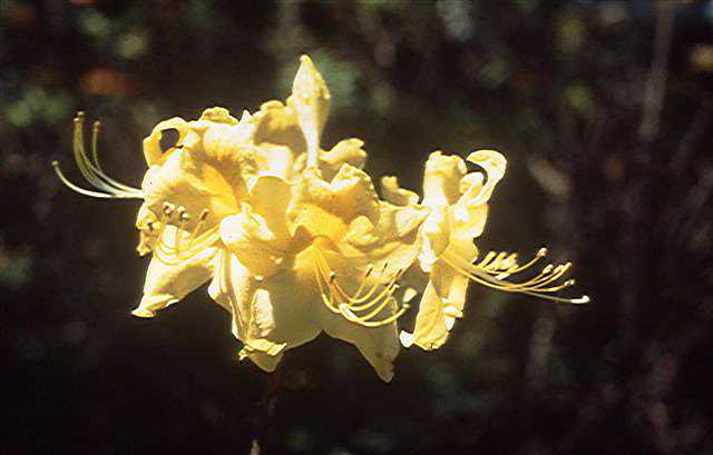 Lemon Lullaby