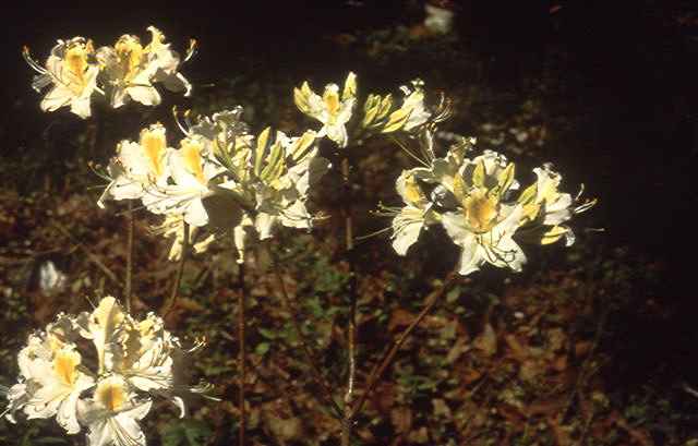 Queens Lace