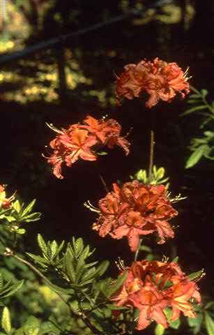 Queens Rose