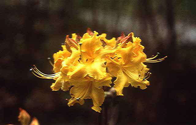 Spring Frolic