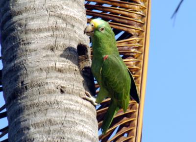 Yellow-Headed Amazon