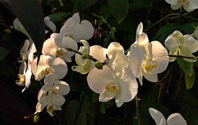 WHITEORCHIDSC00393.jpg