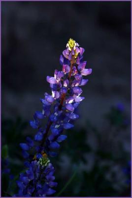 Lupine