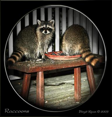 70-200Racoons-010-W2.jpg