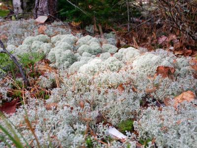 Catamount Lichens 0823 copy.jpg