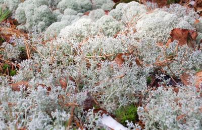 Catamount Lichens_2 0823.jpg