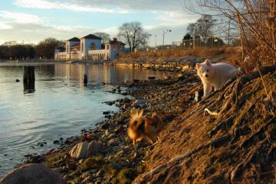 Dec 5a/04  Sunnyside Beach  (temp)