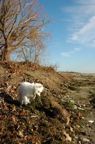 Dec5_04_517.JPG