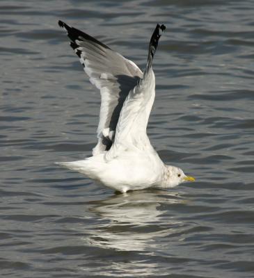 Mew Gull