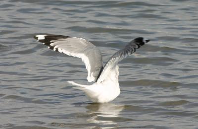 Mew Gull