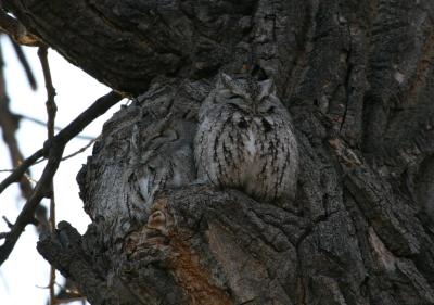 Eastern Screech-Owl roost
