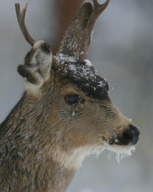 Mule Deer I