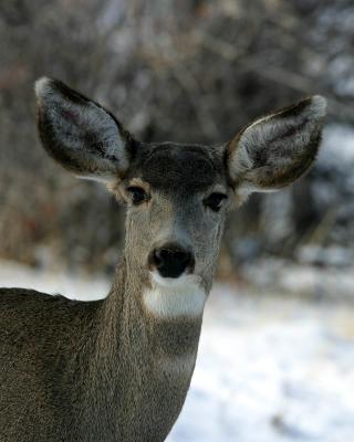 Mule Deer 8