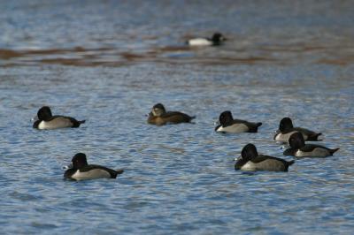 Ring-necked Ducks in a Circle (Not Row)