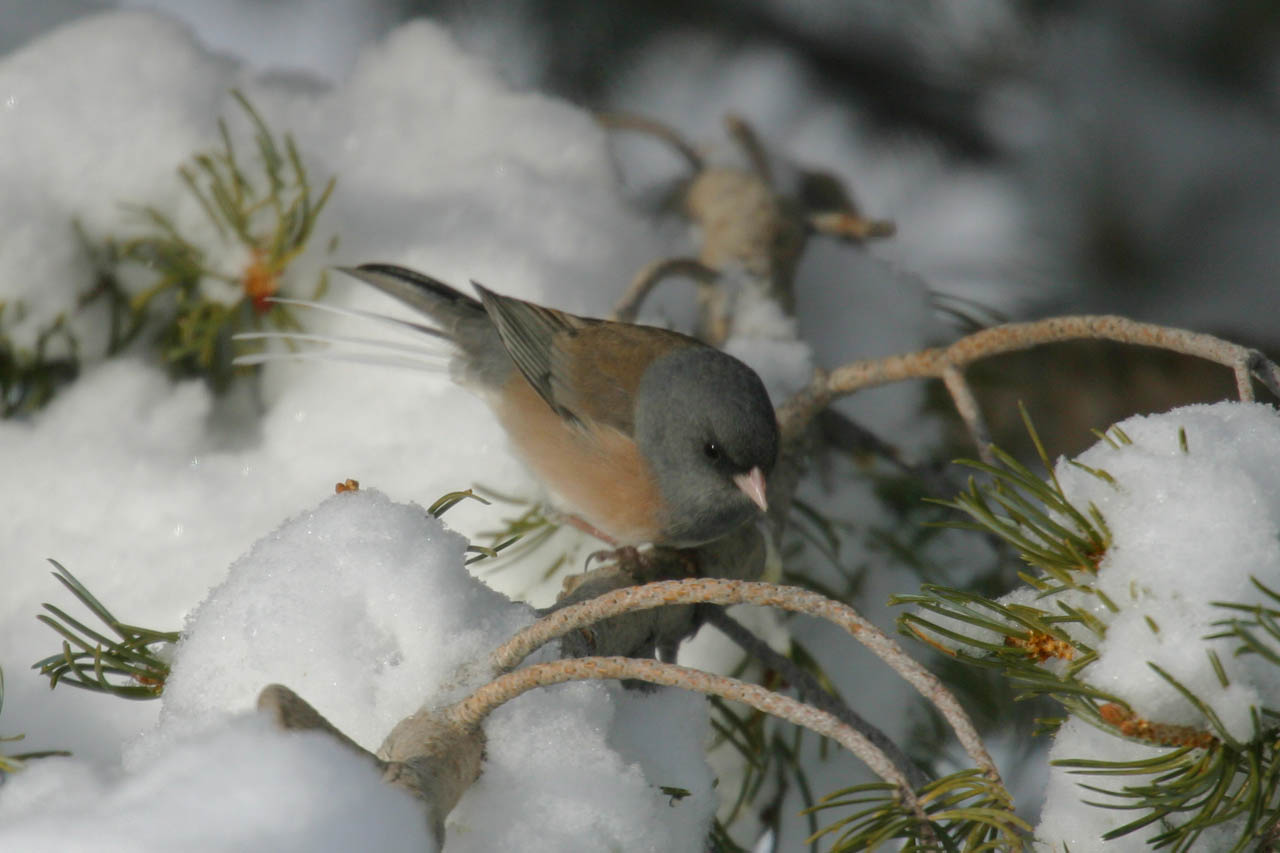 Dark-eyed Junco III