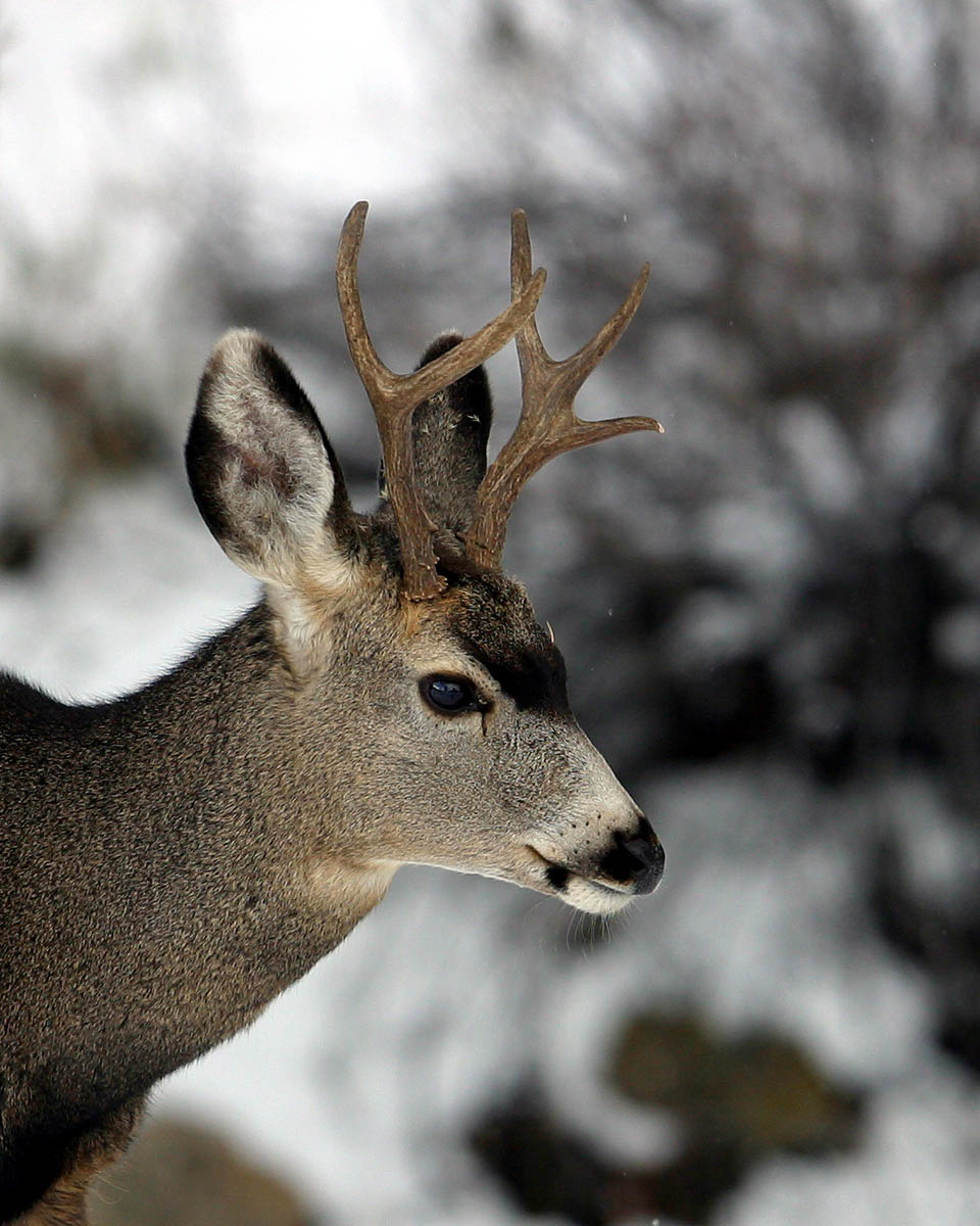 Mule Deer 16