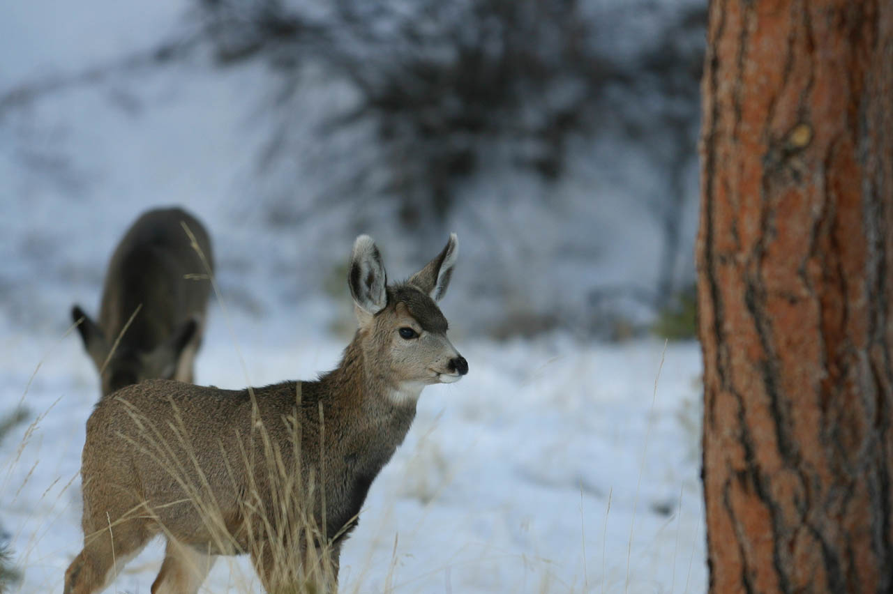 Mule Deer 17