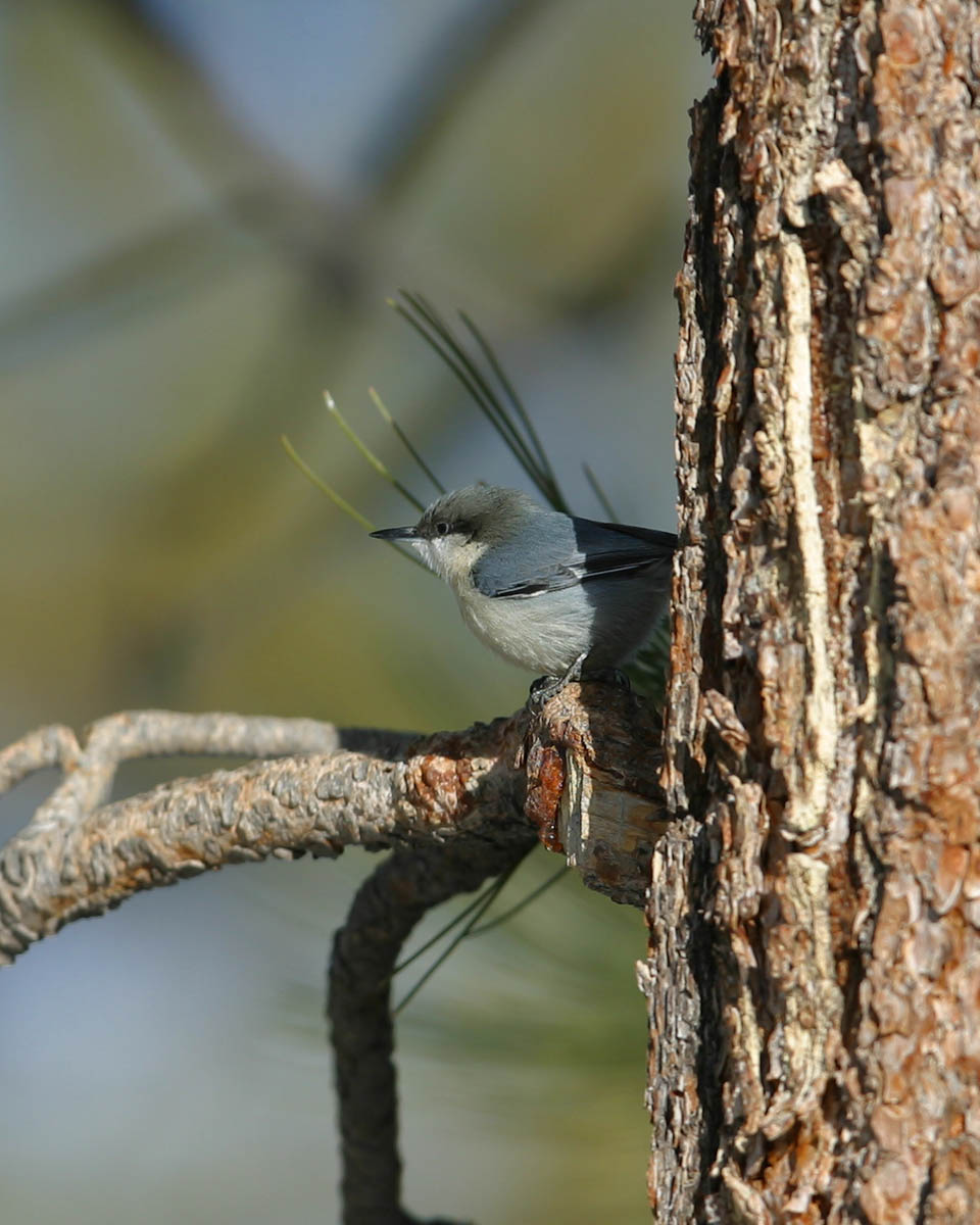 Pygmy Nuthatch I