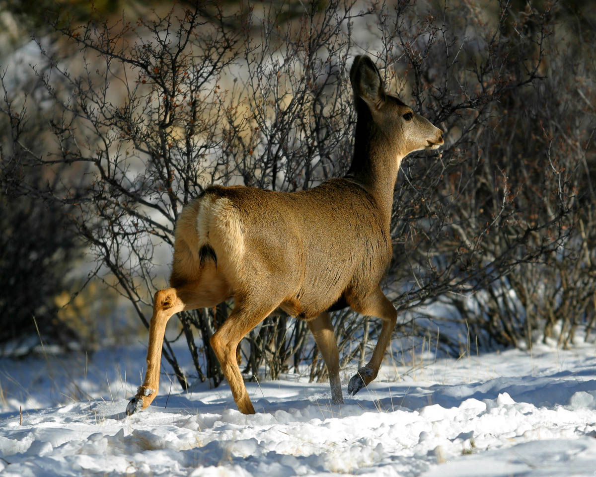 Mule Deer 26