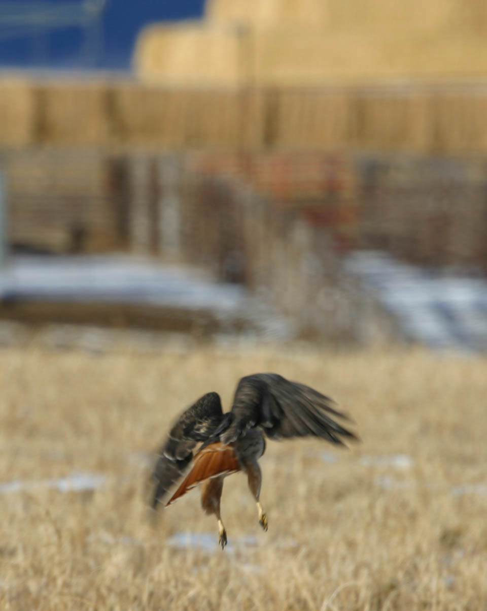 Red-tailed Hawk II