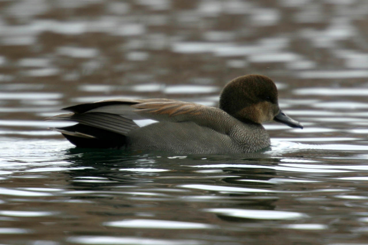 Gadwall I