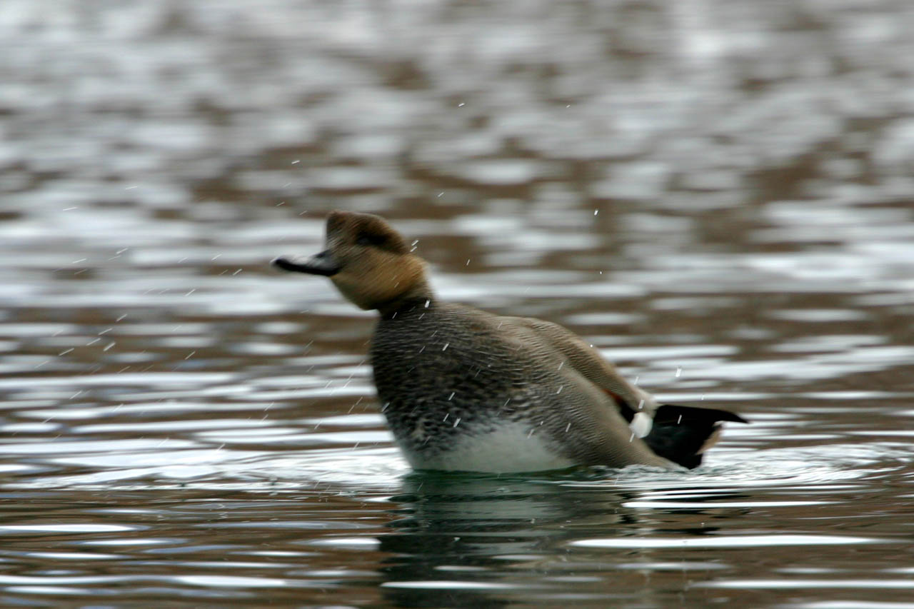 Gadwall II