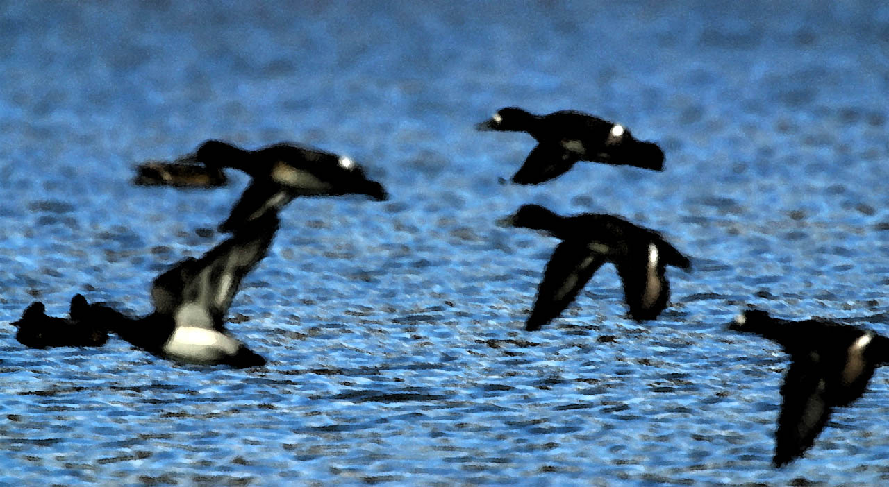 Ducks on the Wing I