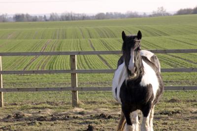 Horse 1.JPG
