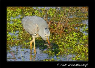grey heron.jpg