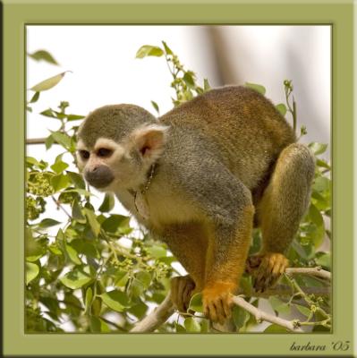 spider monkey in tree twoIMG_5886.jpg