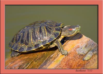 turtle sleepingIMG_6129.jpg
