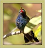 broad-billed male hummer IMG_5381.jpg