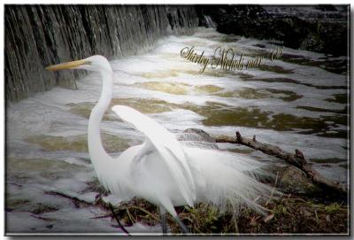 Egret feathers.jpg