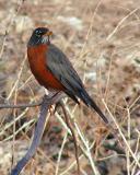 Country Robin 3-13-05