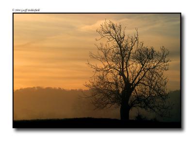 tree silhouette - sunrise copy.jpg