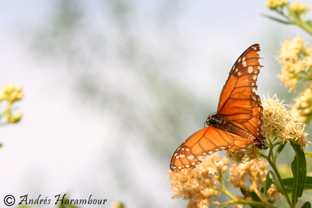 Mariposa