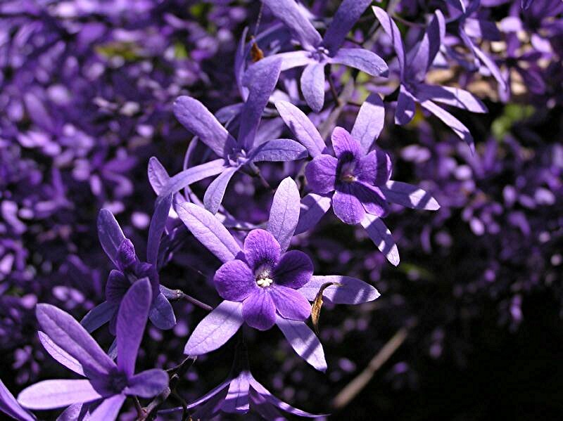 Closeup Petrea Flower