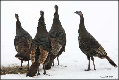 Wild Turkey 3423.jpg