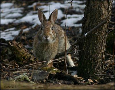 Cottontail Rabbit 3530.jpg