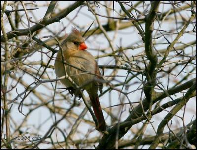 u5/carolmhorner/medium/41025414.NorthernCardinalfemale3506.jpg