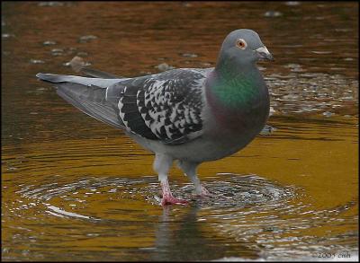 Rock Pigeon 3592.jpg