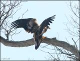 Bald Eagle juvenile 3247.jpg