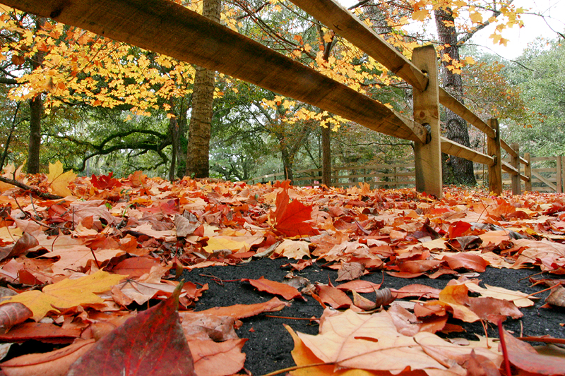 Fall 2004
