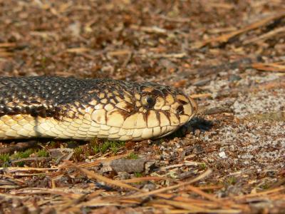 Photo 22: Pine Snake portrait