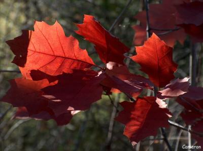 Fall - 09