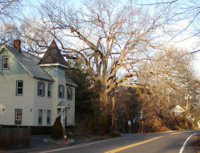 Ancient oak tree on my street corner. Cut down by the town in 2007.